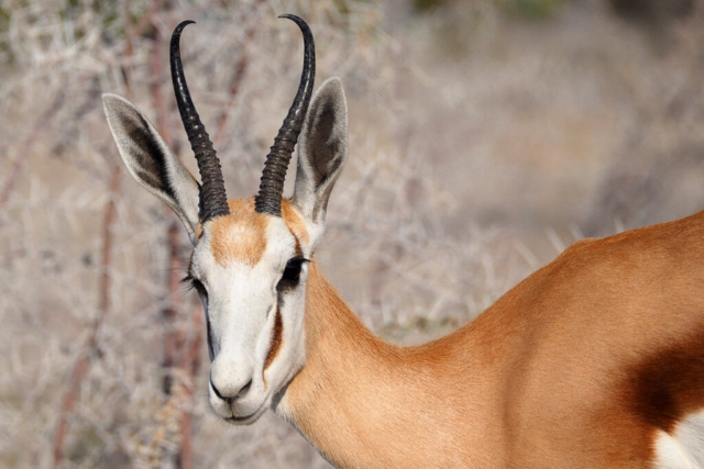 Namibia