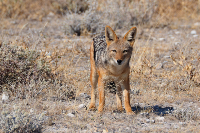 Namibia