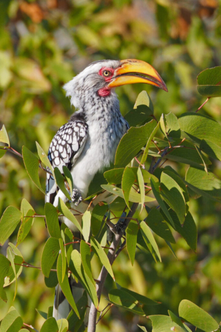 Namibia