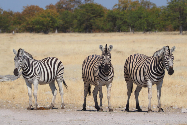 Namibia