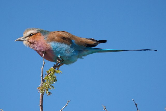 Namibia