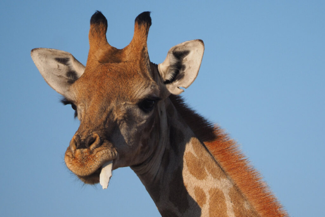 Namibia